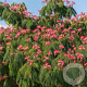 Albizia julibrissin 'Rouge de TuilliÃ¨re' 10-12 cm container
