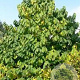 Asimina triloba 'Davis' 40-60 cm 4,0L