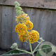 Buddleja weyeriana 'Sungold' 50-60 cm 7,5L