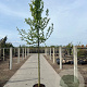 Carpinus betulus 10-12 cm container