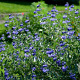 Caryopteris clandonensis GM C1.5