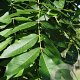 Carya illinoin. 'Desirable' 175-200 cm 30L