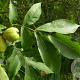 Carya laciniosa 20-30 cm 4,0L