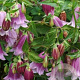 Campanula punc. 'Pantaloons' GM C5