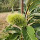 Castanea sat. 'Marsol' 80-100 cm 4,0L