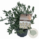 Convolvulus cneorum 20-25 cm P17