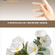 Convolvulus cneorum 20-25 cm P17