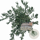Convolvulus cneorum 20-25 cm P17