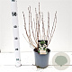 Deutzia gracilis 30-40 cm 2,5L