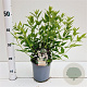Deutzia gracilis 30-40 cm 2,5L