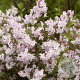 Deutzia purp. 'Kalmiiflora' GM C5