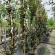 Fagus syl. 'Dawyck Purple' 6-8 HO container
