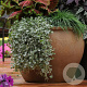 Dichondra argentea 'Silver Falls' GM  P11