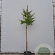 Heptacodium miconioides 6-8 HO container