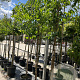 Heptacodium miconioides 6-8 HO container