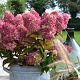 Hydrangea pan. Pinklight GM 2,0L