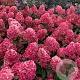 Hydrangea pan. Redlight GM 2,0L