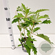 Hydrangea querc. Ice Crystal 30-40 cm 2,5L