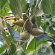 Juglans ailantifolia 'Campbell CW3' 100-125 cm cont. 65L