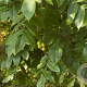 Juglans ailantifolia cordiformis 125-150 cm cont. 65L