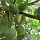 Juglans ailant. 'Kalmar' 80-100 cm cont. 65L