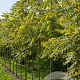 Juglans nigra 'Laciniata' 80-100 cm cont. 65L