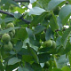 Juglans r. 'Axel' 200-250 cm cont. 60L