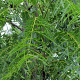 Juglans regia 'Laccineata' 200-250 cm container