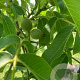 Juglans r. 'Ronde de Montignac' 200-250 cm cont. 60L