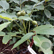 Juglans r. 'Wunder von Monrepos' 200-250 cm cont. 120L