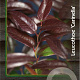 Leucothoe Carinella 30-40 cm 2,0L