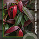 Leucothoe keiskei Burning Love 30-40 cm 2,0L