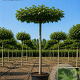 Liquidambar styraciflua 10-12 HO container dakvorm