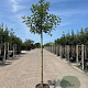 Malus d. 'Elstar' 12-14 HO container