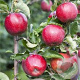 Malus d. 'Florina' 14-16 HA container