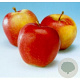 Malus d. Gala Must 10-12 HA container