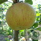 Malus d. 'Lena' 12-14 HO draadkluit