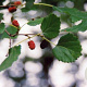 Morus alba tatarica 8-10 HO container