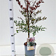 Nandina d. Summer Sunset 40-50 cm 2,5L