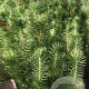 Pinus pinea 'Silver Crest' 3,0L