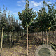 Prunus a. 'Hedelf. Riesenkirsche' 12-14 HO draadkluit