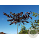 Prunus cer. 'Nigra' 8-10 HO container dakvorm