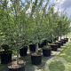 Prunus d. 'Mirabelle de Nancy' 10-12 HA container