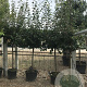 Prunus d. 'Mirabelle de Nancy' 10-12 HA container