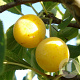 Prunus d. 'Mirabelle de Nancy' halfstam 7,5L