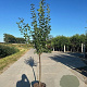 Prunus d. 'Reine Claude Verte' 10-12 HA container