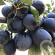 Prunus d. 'Stanley' oude struik container