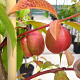 Prunus persica 'Madame Blanchet' 10-12 cm container