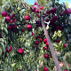 Prunus p. 'Kinolea' 4-6 HO 10L