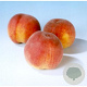 Prunus p. 'Peregrine' 8-10 HA container